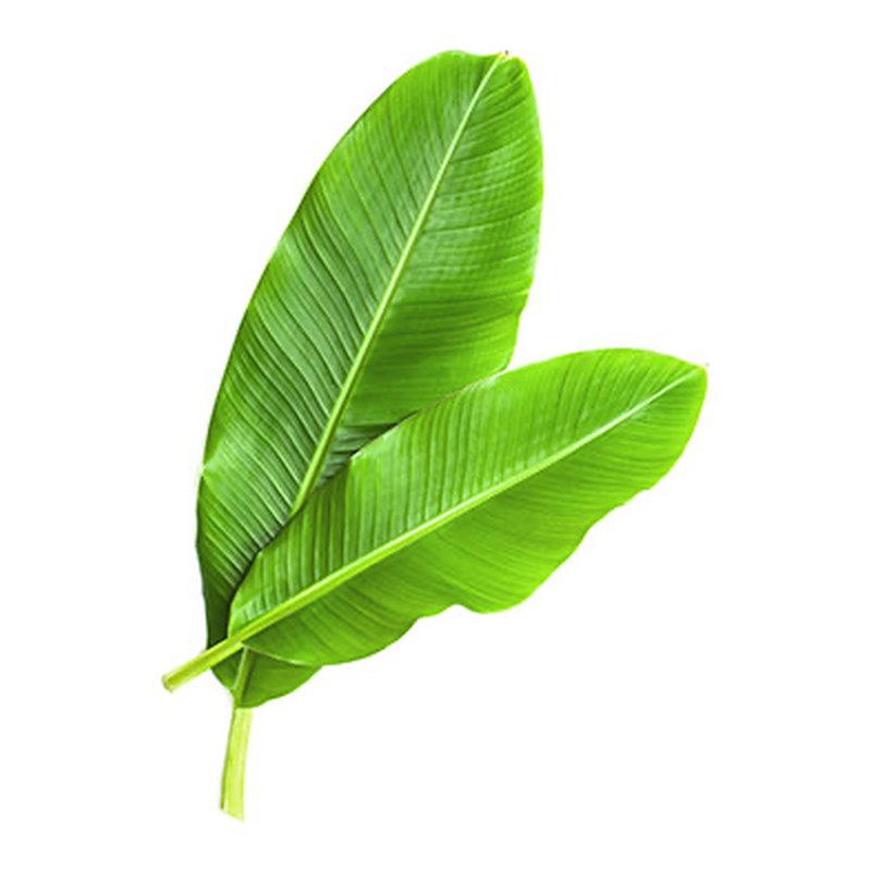 FRISCHE Banana Leaves 1 Stück