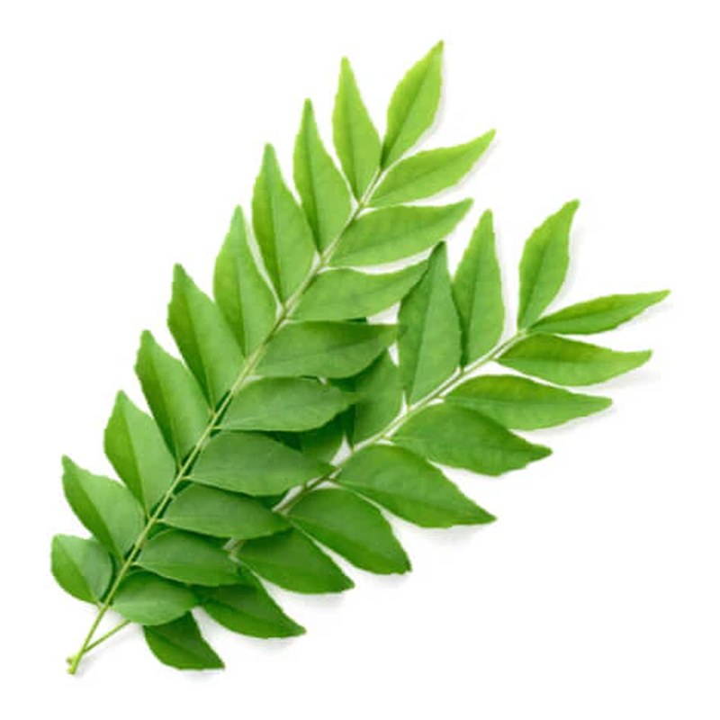 FRISCHE Curry Leaves (Small Packet) (aus Srilanka)