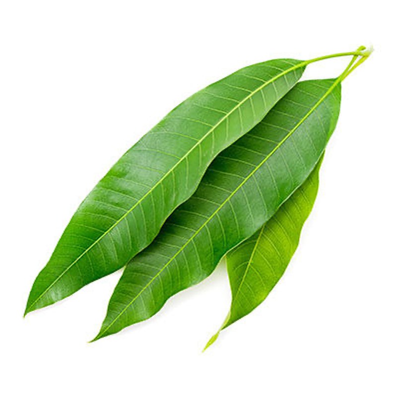 FRISCHE Mango Leaves 1st (aus Indien)