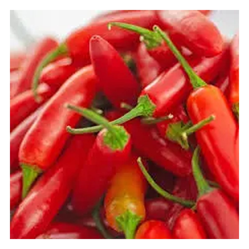 FRISCHE Red Chilli 1 kg