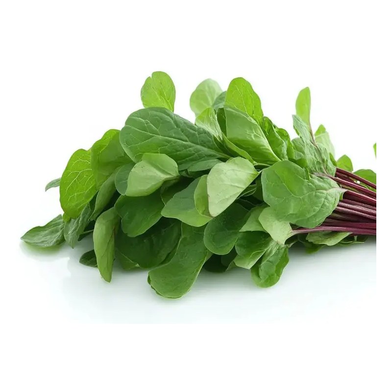 FRISCHE Gongura Leaves 1 Bund (aus Indien)