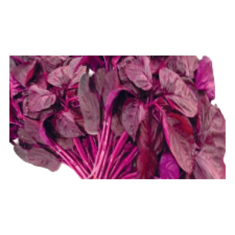 FRISCHE Red Saag 1 (aus Bangladesh)