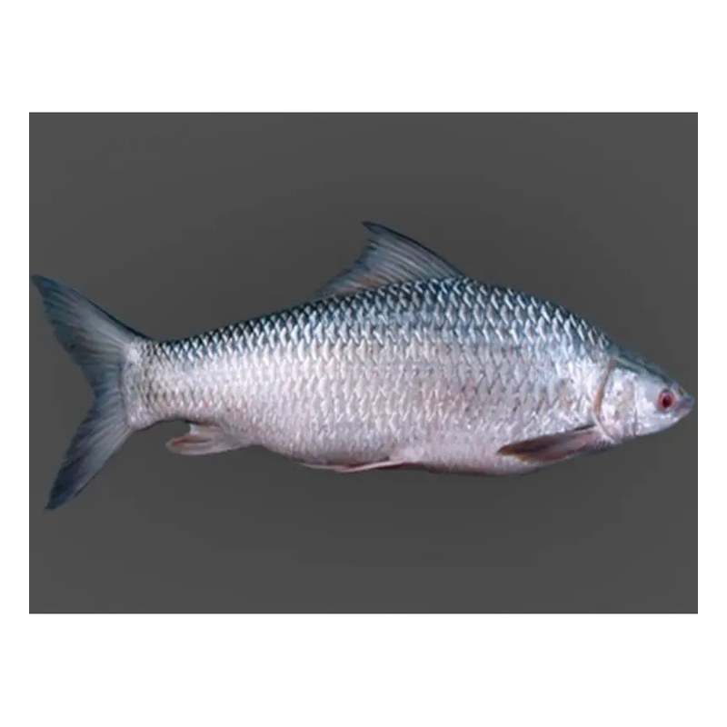 MRIGAL 3 kg+