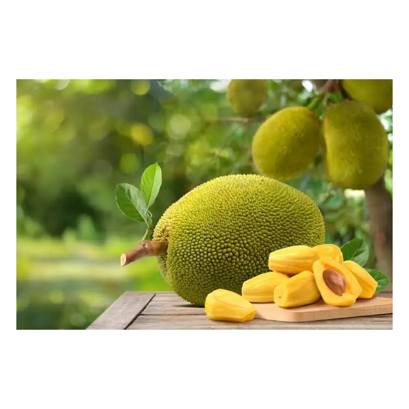 FRISCHE Jackfruit 1Kg (aus Bangladesh)