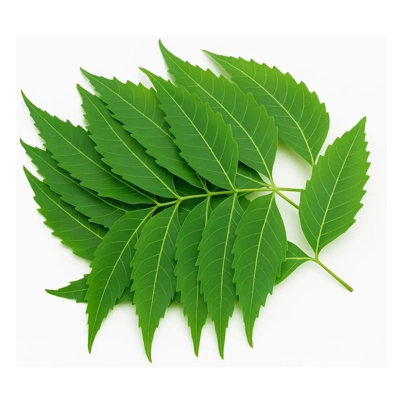 FRISCHE Neem Leaves 1 Bund